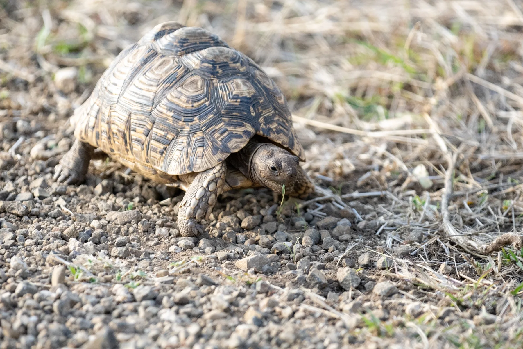 Tortoise in the Cederberg landscape